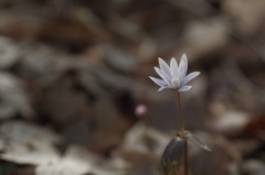 ユキワリイチゲ