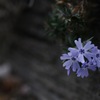 シバの女王