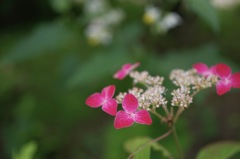 クレナイヤマアジサイ　ll