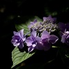 藤紫色の紫陽花