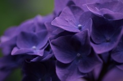 本紫色の紫陽花