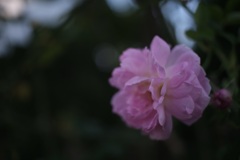 恋はピンクの薔薇の花 ♪