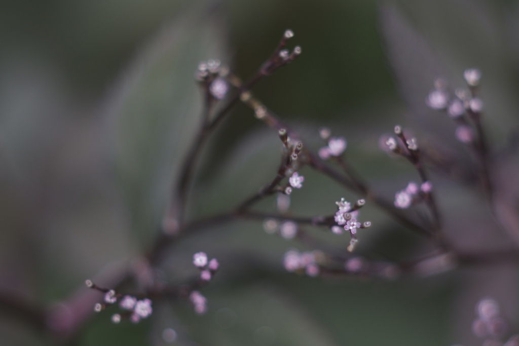 それはそれは小さな花でした