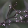 それはそれは小さな花でした