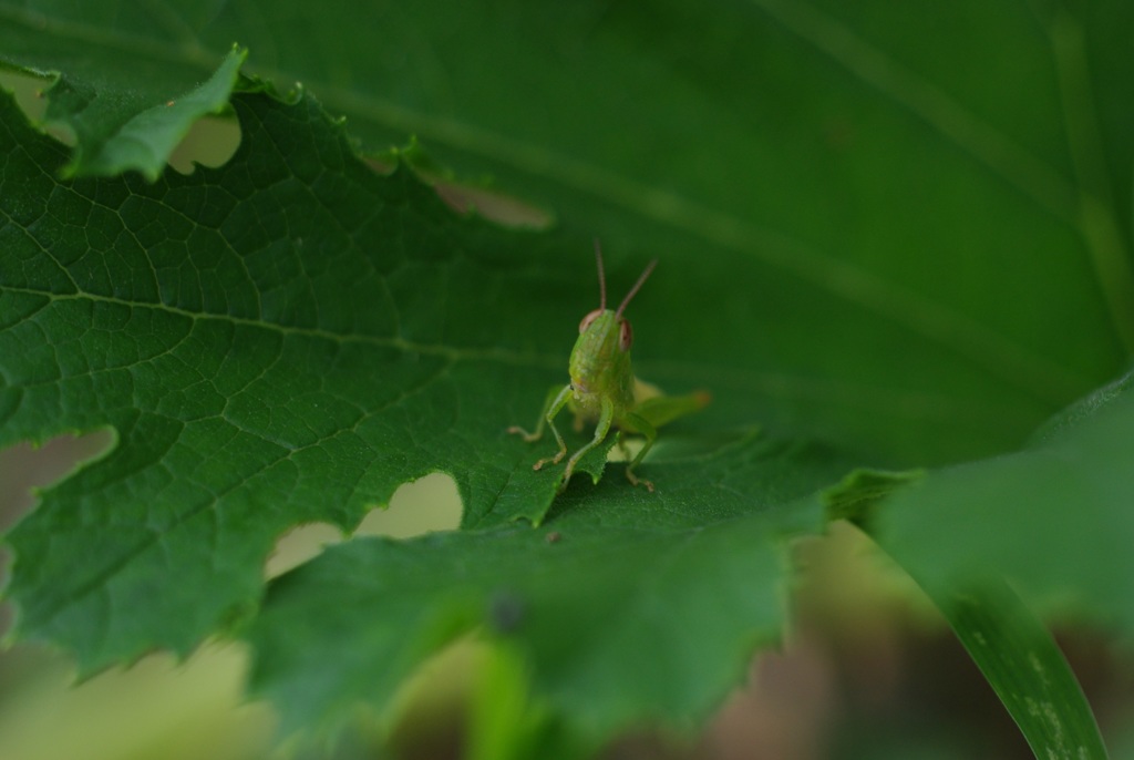 若！ 撮影にございまする！
