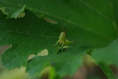 若! 撮影にございまする!