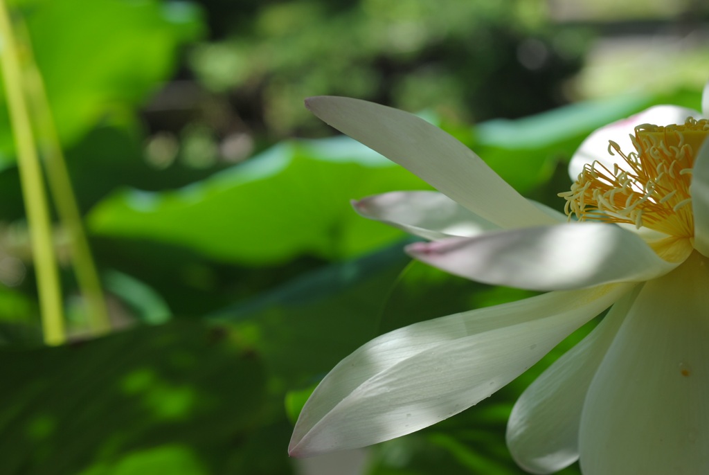 朝陽の中で