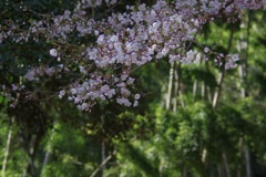 桜と竹