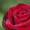 恋は紅いバラ