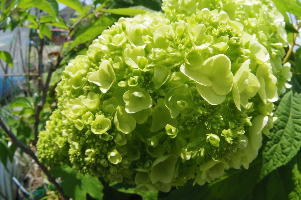 仕事場の紫陽花 1