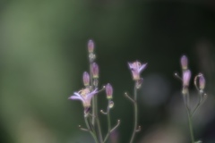 ほととぎす
