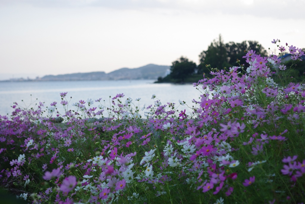 琵琶湖に咲く秋桜 1