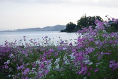 琵琶湖に咲く秋桜 1