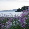 琵琶湖に咲く秋桜 1