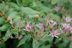 連休明けには満開かな？