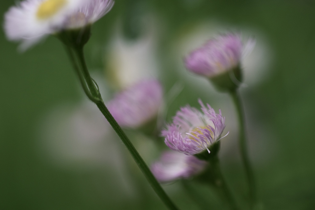 春の幻　7