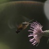 逆光の蜂雀