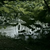 蓮池で