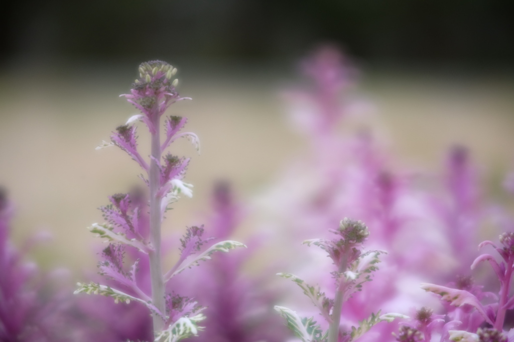 葉牡丹の花が咲く頃