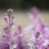 葉牡丹の花が咲く頃