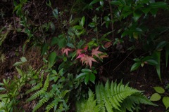 寒がりモミジさん