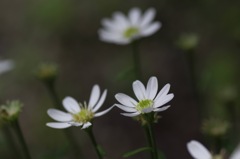 春の菊