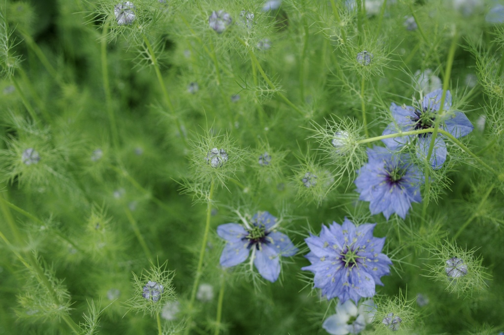 青い花火
