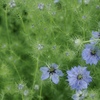 青い花火