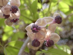 アケビの花