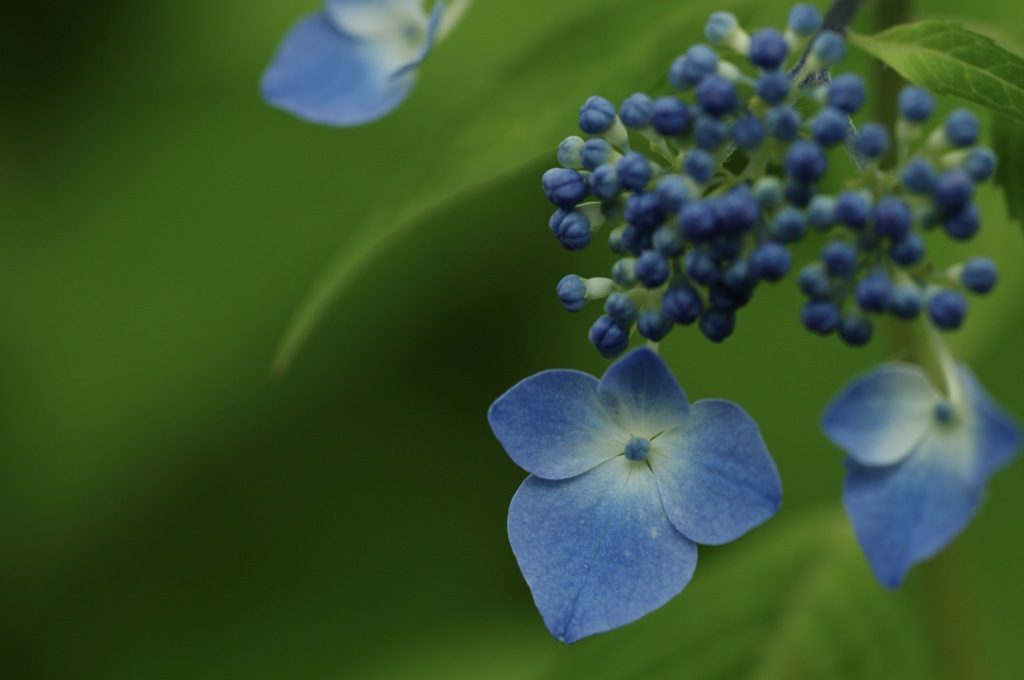 紫陽花 BLUE