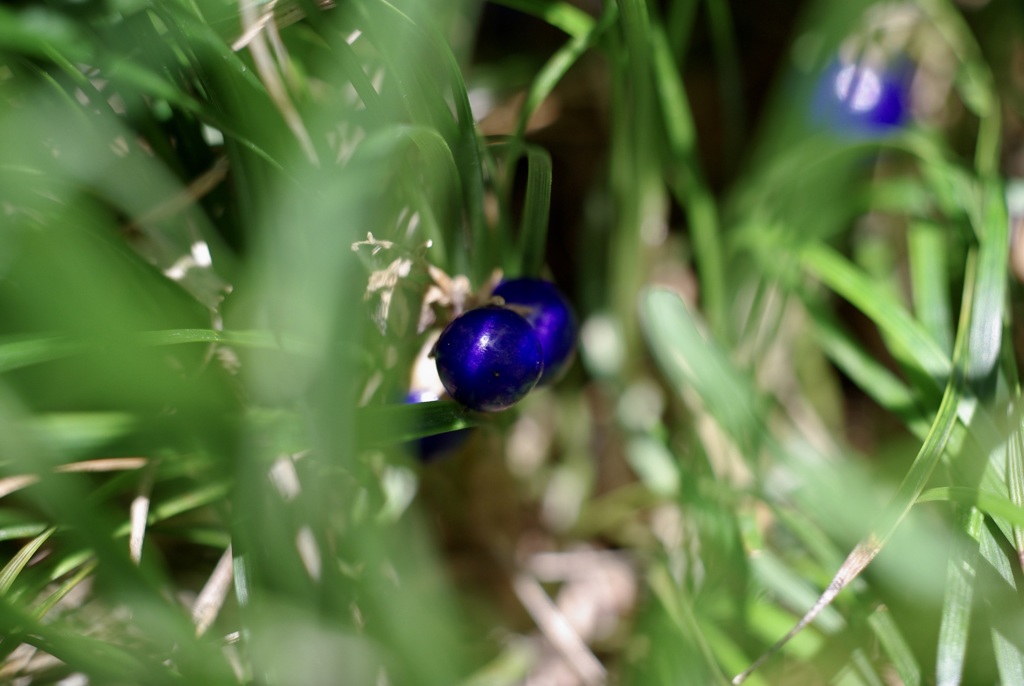 リュウノヒゲ  (ジャノヒゲ)