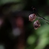 ヤマホタルブクロの枯れすがた