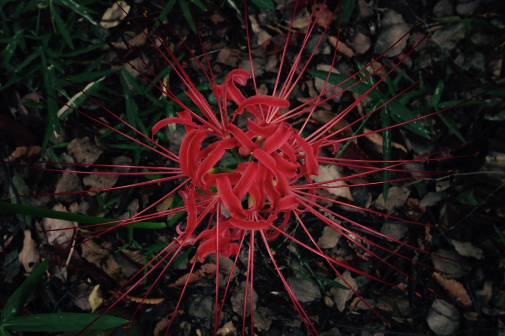 彼岸の花火