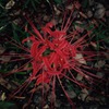 彼岸の花火