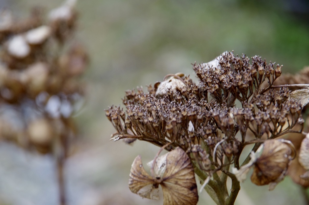 あじさい  冬