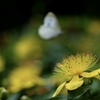 こっちの蜜はあ〜まいぞ〜♪