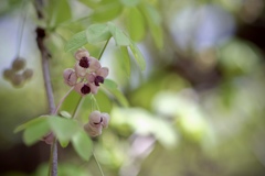 Akebia quinata