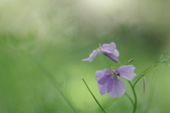 春の幻　5