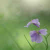 春の幻　5