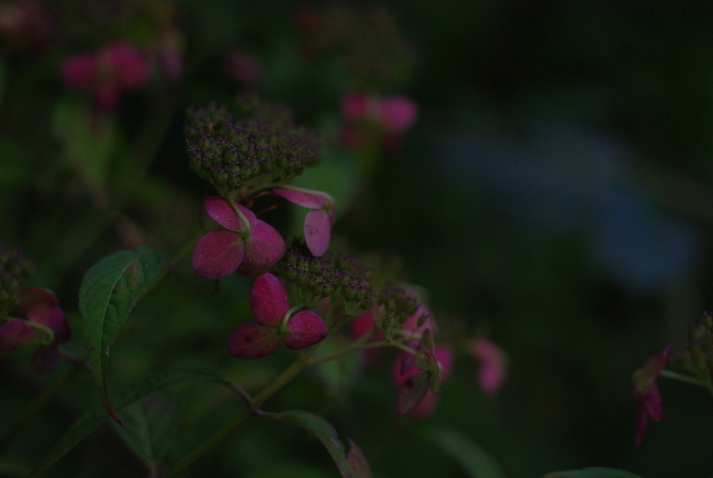 ますますいい色に