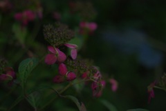 ますますいい色に