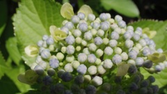 飴さんのようなご近所の紫陽花