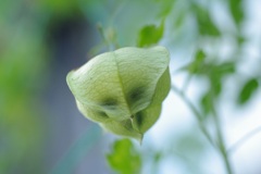 元気な三つ子が育ってます