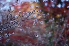 紅葉と冬の桜と丸ざくら