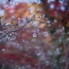 紅葉と冬の桜と丸ざくら