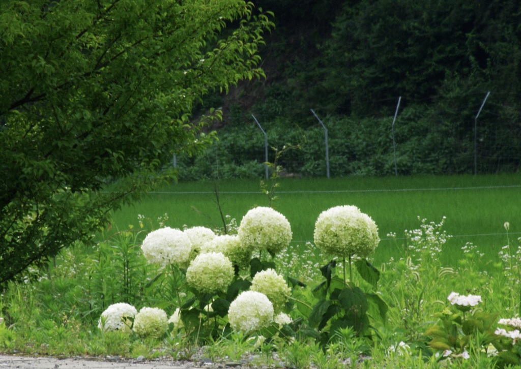 悪ガキどものたくらみ