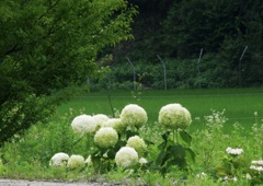 悪ガキどものたくらみ