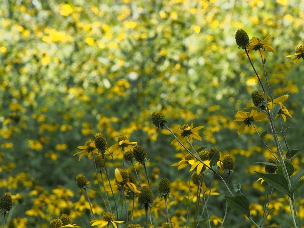 黄色いカモミール？
