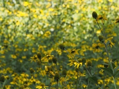 黄色いカモミール？