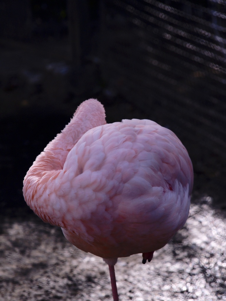 一本足のフラミンゴ